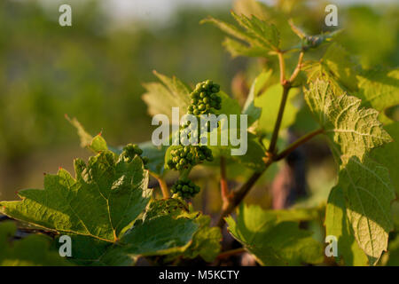 Traube Blumen auf Reben in einem Weingut in Niagara, Ontario Stockfoto