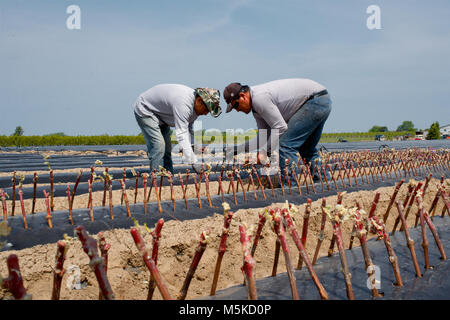 Wanderarbeitnehmer pflanzen Vine Ausschnitte in einem Niagara Weinberg. Stockfoto