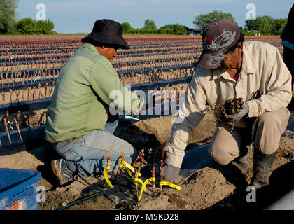 Wanderarbeitnehmer pflanzen Vine Ausschnitte in einem Niagara Weinberg. Stockfoto