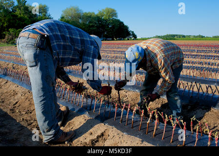 Wanderarbeitnehmer pflanzen Vine Ausschnitte in einem Niagara Weinberg. Stockfoto