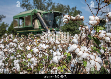 Flauschig und reife Baumwollpflanzen Aufstieg in den Vordergrund, während ein baumwollpflücker Ernten im Hintergrund, Tifton, Georgia. Stockfoto