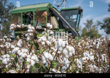 Flauschig und reife Baumwollpflanzen Aufstieg in den Vordergrund, während ein baumwollpflücker Ernten im Hintergrund, Tifton, Georgia. Stockfoto