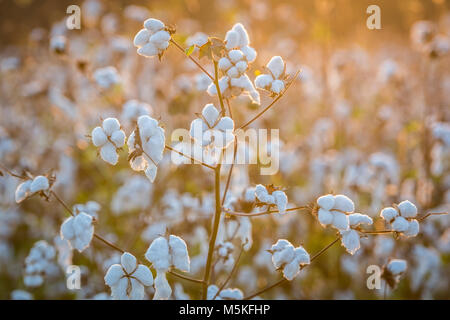 Warmes Sonnenlicht Duschen auf weichen und reife Samenkapseln, Tifton, Georgia. Stockfoto