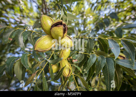 Gruppe von pekannüsse immer noch auf dem Baum bereit geerntet werden, Tifton, Georgia. Stockfoto