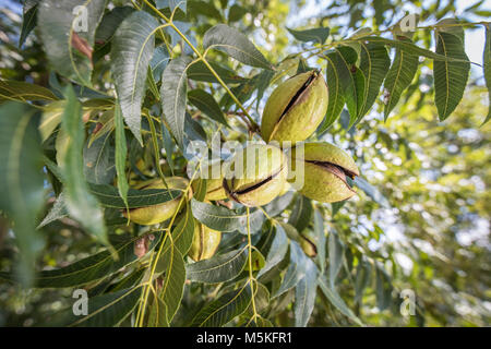 Gruppe von pekannüsse immer noch auf dem Baum bereit geerntet werden, Tifton, Georgia. Stockfoto