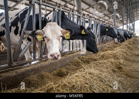 Tagebuch Kuh mit Marker Tag sieht von Essen Futter macht Augenkontakt, Tifton, Georgia. Stockfoto