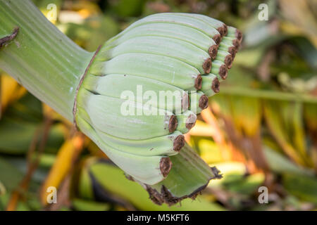 Bündel von unreife grüne Bananen noch am Baum, Tifton, Georgia. Stockfoto