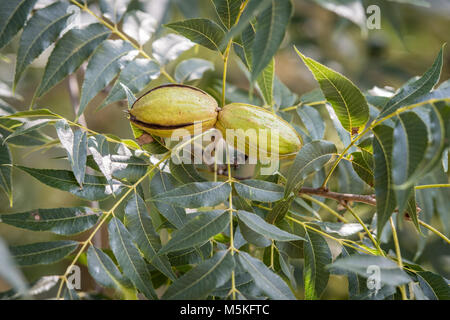 Gruppe von pekannüsse immer noch auf dem Baum bereit geerntet werden, Tifton, Georgia. Stockfoto