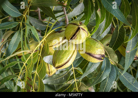 Gruppe von pekannüsse immer noch auf dem Baum bereit geerntet werden, Tifton, Georgia. Stockfoto