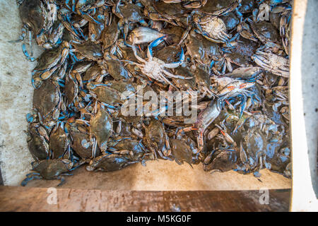 Eimer mit frisch gefangenen Chesapeake Blue Crab, Dundalk, Maryland. Stockfoto