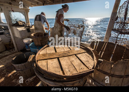 Junge und ältere Watermen prüfen Crab fallen zusammen auf dem Boot in der Chesapeake Bay, Dundalk, Maryland. Stockfoto
