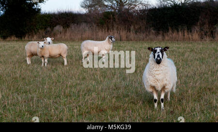 Eine Herde von vier Kreuzungen kommerzielle Schaf stehend in einem Gras Feld Stockfoto