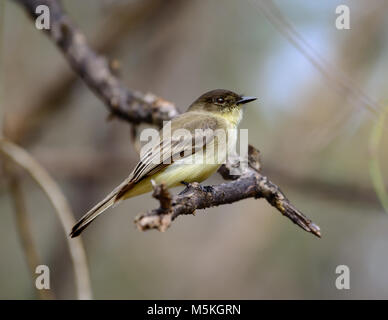 Dieser kleine Vogel hat eine Länge von ungefähr 12 cm und wiegt weniger als 20 g Er ist Mitglied der schopftyrann Familie, damit er schnell in der Luft ist, aber in der Regel Perche Stockfoto