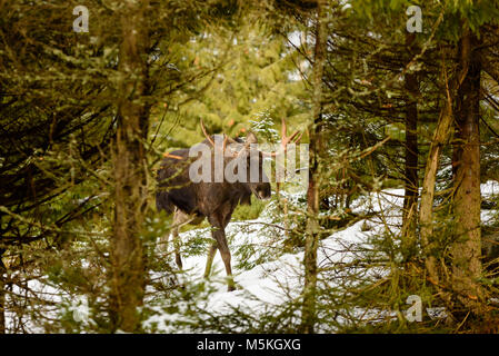 Elch (Alces alces) Stier walking im Nadelwald. Tier von dichter Vegetation umrahmt und durch eine Öffnung im Wald gesehen. Schnee auf dem Boden Stockfoto