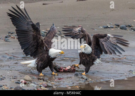 Weißkopfseeadler (Haliaeetus leucocephalus) am Nooksack River während Salmon Run in der Nähe von Deming, WA, Whatcom County, USA. Stockfoto