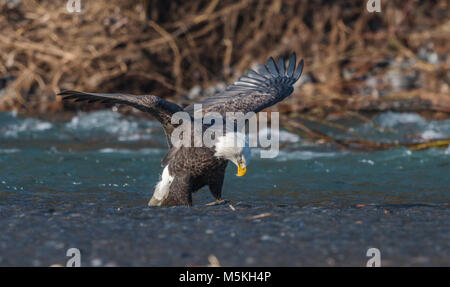 Der Weißkopfseeadler (Haliaeetus leucocephalus) am Nooksack River während Salmon Run in der Nähe von Deming, WA, Whatcom County, USA. Stockfoto