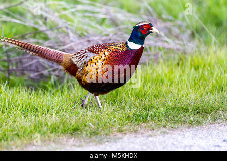 Chinesische Ringneck Fasan (Phasianus colchicus) an der Sacramento National Wildlife Refuge in Nord Kalifornien USA Stockfoto