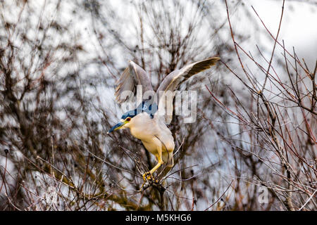 Schwarz gekrönt Nacht Reiher (Nycticorax nicticorax) am Colusa Sacramento National Wildlife Refuge in Colusa County California USA Stockfoto