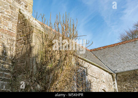 250 Jahre alten Feigenbaum wächst und blüht in der Wand der Dorfkirche in manaccan, Cornwall, England, Großbritannien. Stockfoto