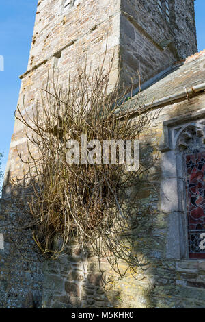 250 Jahre alten Feigenbaum wächst und blüht in der Wand der Dorfkirche in manaccan, Cornwall, England, Großbritannien. Stockfoto