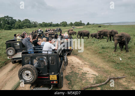 Wilde Elefanten sammeln in Minneriya National Park, Sri Lanka. Der Park ist gedacht, um fast 200 wilde Elefanten enthalten. Stockfoto