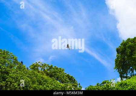 Pelikan fliegen über Nationalpark Los Haitises Dominikanische Republik vor blauem Himmel, einige Wolken und vielen tropischen grünen Bäumen, Stockfoto