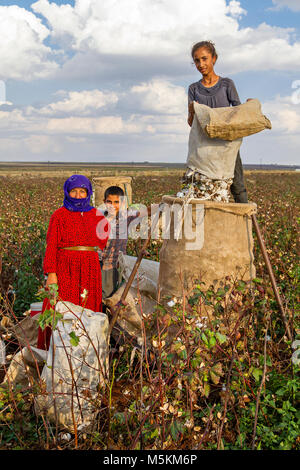 Baumwollpflücker in Sanliurfa, Türkei. Stockfoto