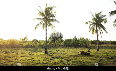 Die Palmen auf Gili T sind während einer Golden Sunset in Bali auf der Insel gesehen Stockfoto