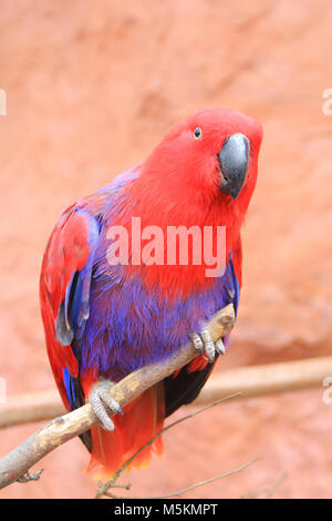 Die eclectus Parrot (Eclectus roratus) ist ein Papagei native Stockfoto