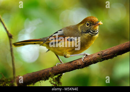 Kastanien-tailed minla Vogel live auf der Doi Inthanon, Chiengmai, Thailand Stockfoto