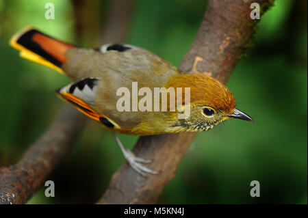 Kastanien-tailed minla Vogel live auf der Doi Inthanon, Chiengmai, Thailand Stockfoto