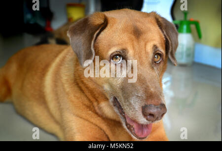 Thailändische Heimat Hund leben allein Stockfoto