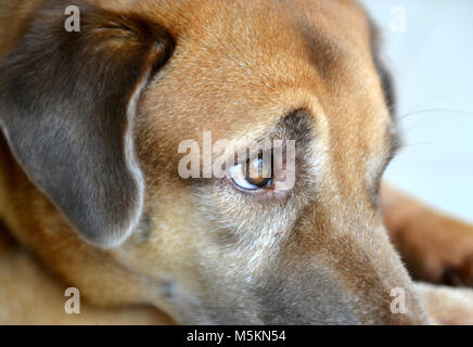 Thailändische Heimat hund Auge Fokus Stockfoto