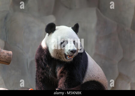 CHIANG MAI, THAILAND, Februar, 19, 2017 - Große Panda in Chiang Mai Zoo, Thailand Stockfoto