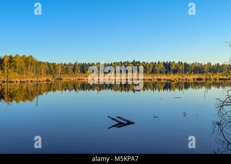 Blick auf einen See in einem Naturschutzgebiet, wolkenlosen blauen Himmel, Bäume Spiegelung im Wasser, Schwenninger Moos, Deutschland Stockfoto