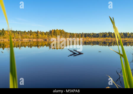 Blick durch Reed über einem See in einem Naturschutzgebiet, wolkenlosen blauen Himmel, Bäume Spiegelung im Wasser, Schwenninger Moos, Deutschland Stockfoto