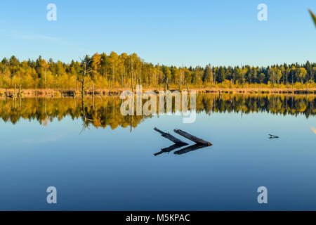 Blick durch Reed über einem See in einem Naturschutzgebiet, wolkenlosen blauen Himmel, Bäume Spiegelung im Wasser, Schwenninger Moos, Deutschland Stockfoto