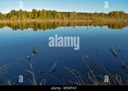 Blick durch Reed über einem See in einem Naturschutzgebiet, wolkenlosen blauen Himmel, Bäume Spiegelung im Wasser, Schwenninger Moos, Deutschland Stockfoto