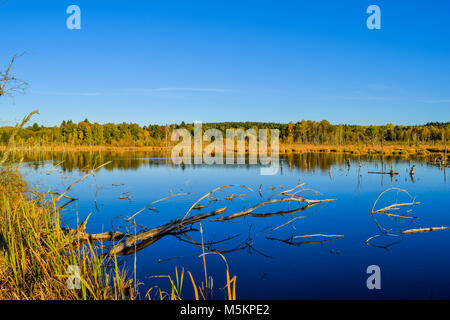 Blick durch Reed über einem See in einem Naturschutzgebiet, wolkenlosen blauen Himmel, Bäume Spiegelung im Wasser, Schwenninger Moos, Deutschland Stockfoto