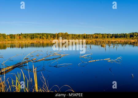 Blick durch Reed über einem See in einem Naturschutzgebiet, wolkenlosen blauen Himmel, Bäume Spiegelung im Wasser, Schwenninger Moos, Deutschland Stockfoto