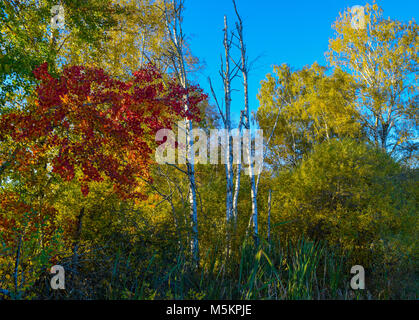 Blick auf die schönen Bäume im Herbst, Oktober, schöne Farben rot, orange und grüne Blätter auf den Bäumen, blauer Himmel Stockfoto