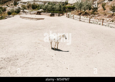 Pferd. Schöne weiße Pferd Spaziergänge im eingezäunten Bereich vor dem Hintergrund der anderen Pferde in der Nähe von Hügeln und grünen Bäumen, an einem sonnigen Tag Stockfoto