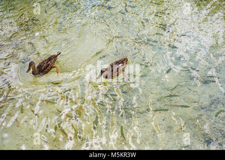 Zwei Enten schwimmen im Fluss Wasser. Makro Foto von oben. Stockfoto