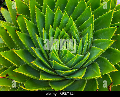 Spirale Aloe Aloe polyphylla Melbourne botanischer Garten Australien Stockfoto