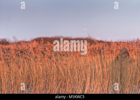 Sunrise gegen ortodox Kloster sourenden durch gefrorene Felder, Schilf und Schnee draussen im Osten von Polen in der Nähe von Bielarus Grenzen Stockfoto