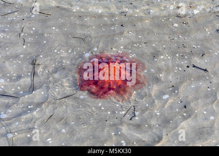 Lion's mane Jellyfish im flachen Wasser; Dänemark Stockfoto