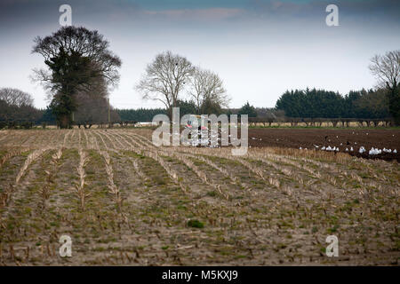 Felder pflügen Suffolk Stockfoto