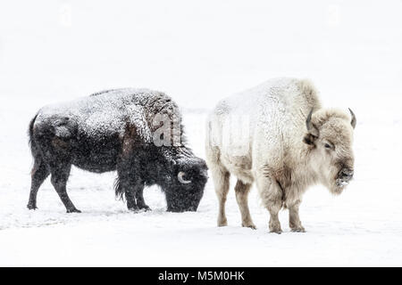 Sacrad weiße Bison, oder Büffel, Manitoba, Kanada. Stockfoto