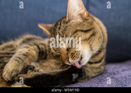 Tabby cat Bengal Katze ihre Füße waschen auf einem blauen Brief. Stockfoto
