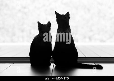 Zwei schwarze Katze shilouettes in einer verschneiten Landschaft suchen. Stockfoto